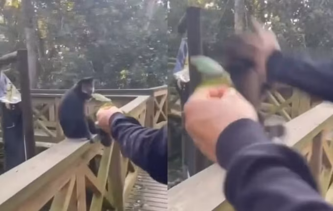 Suspeitos de agressão a macaco-prego em parque de SC são identificados