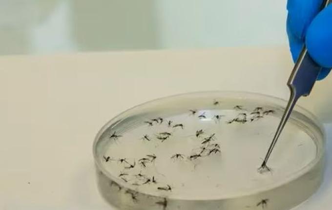 Brasil tem mais mortes por dengue em seis meses que em sete anos somados