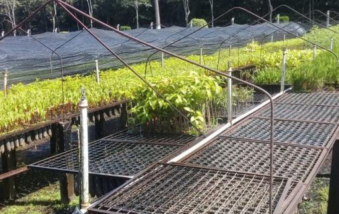 Itapiranga registra redução drástica no interesse por plantio de eucalipto