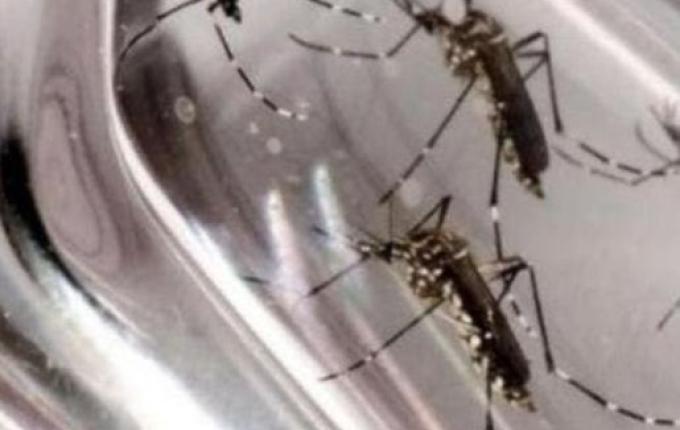 SC encerra 2023 com 98 mortes e mais de 119 mil casos de dengue