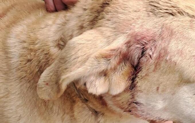 Cão é atingido por disparos de arma de fogo e Polícia investiga caso na região