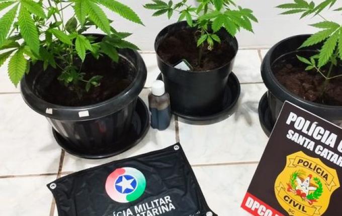 Operação conjunta apreende pés de maconha em residência de Santa Helena