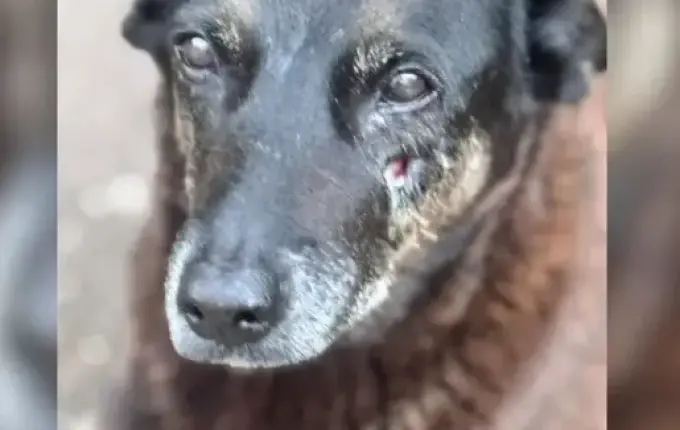 MP identifica lacunas e quer mais esclarecimentos sobre a morte do cão Orelha