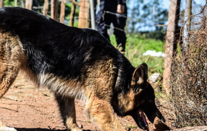CTG realiza evento beneficente em prol do Núcleo de Operações com Cães