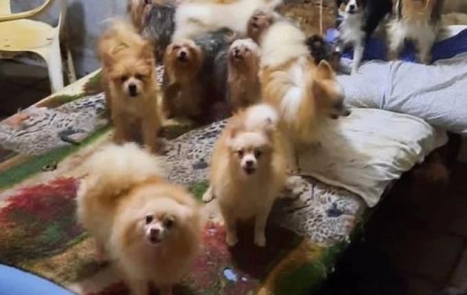 Polícia Militar fecha cativeiro de cães em situação de maus-tratos em SC