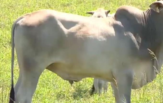 Preço do boi e da vaca gorda cai até 11% no Extremo Oeste, aponta Epagri