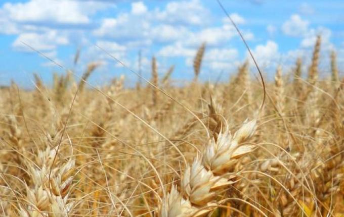 Colheita de trigo deve iniciar nesta semana em Descanso