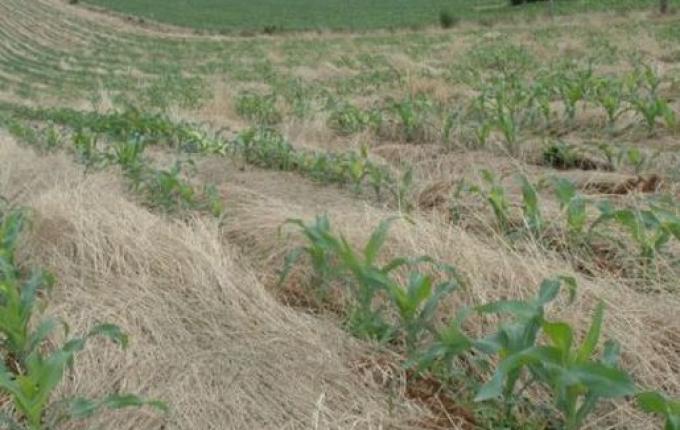 OUÇA: Sindicato de Mondaí incentiva novo método de plantio direto