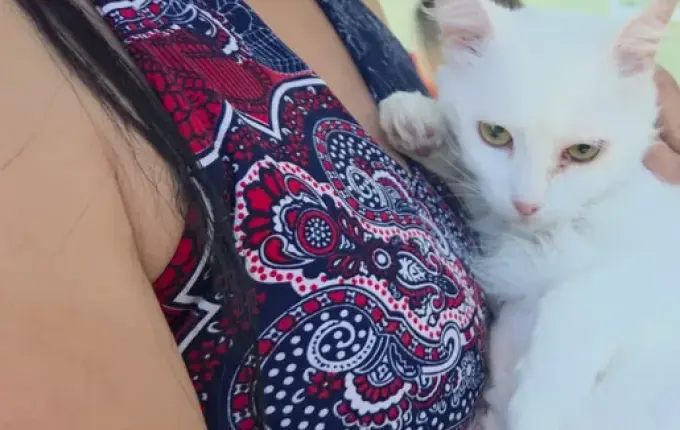 Governo de SC libera R$ 17 milhões para castrações e amplia programa Pet Levado a Sério