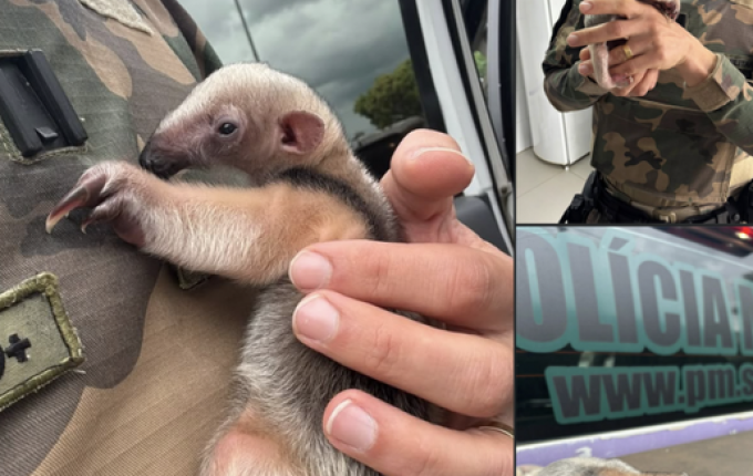 Filhote de tamanduá-mirim é resgatado pela Polícia Ambiental em Iraceminha