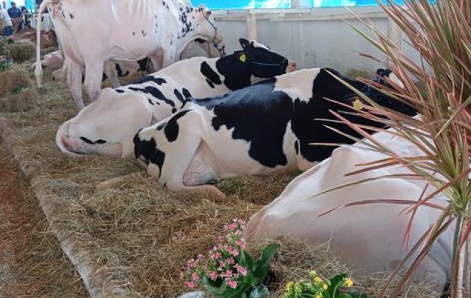 Segundo dia de Itaipu Rural Show reúne palestras e networking em Pinhalzinho