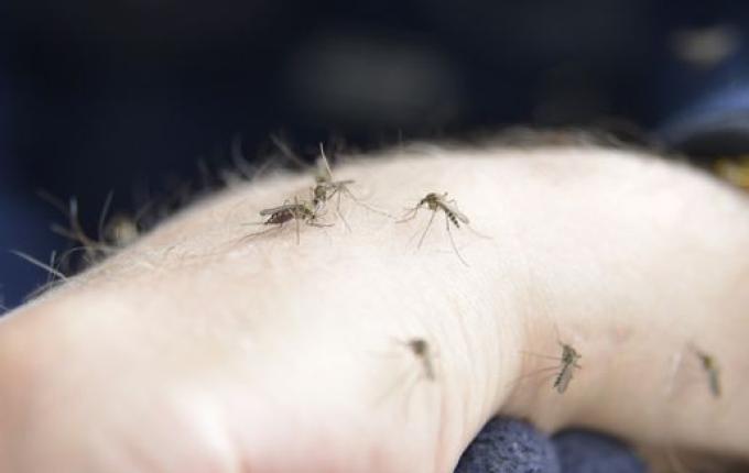SC registra mais de 140 casos de Febre Oropouche pela primeira vez na história