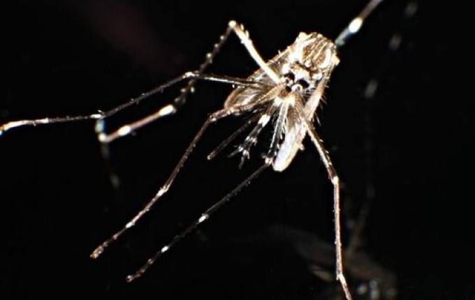 SC admite antecipação dos casos de dengue e prevê pico da doença no início de 2025