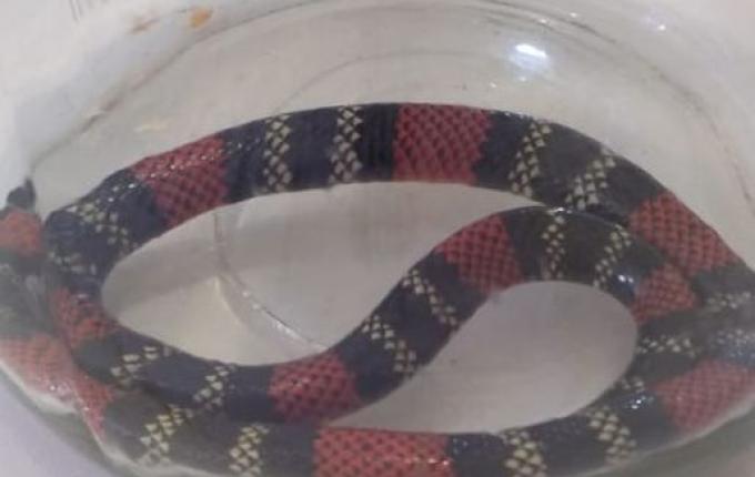 Descanso registra 22 acidentes com animais peçonhentos em janeiro