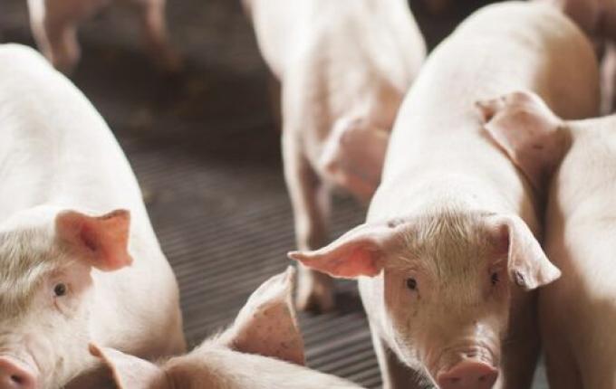 SC exporta mais de 360 mil toneladas de carne suína em 2025