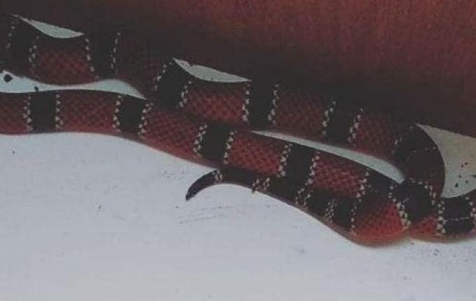 Serpente mais venenosa do Brasil é encontrada em casa de SC