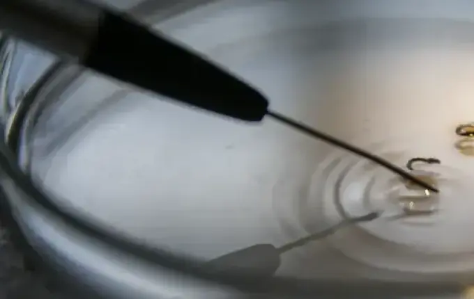 Brasil supera marca de mil mortes de dengue em 2024