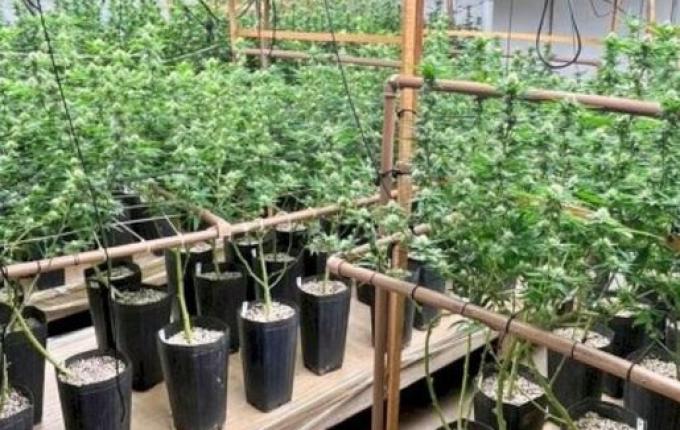 “Maconha de playboy” é descoberta durante flagra de plantação de drogas em Florianópolis