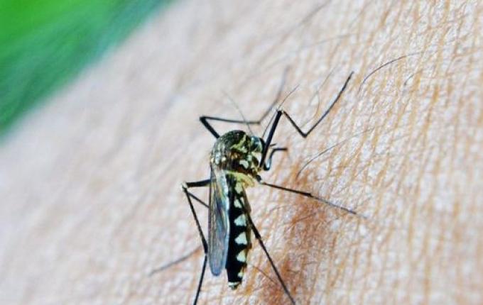 SMO é uma das 47 cidades de SC com alto risco de transmissão de dengue