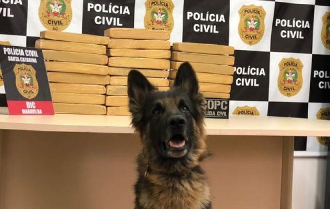 Polícia Civil prende mulher que transportava 20 quilos de droga em Maravilha