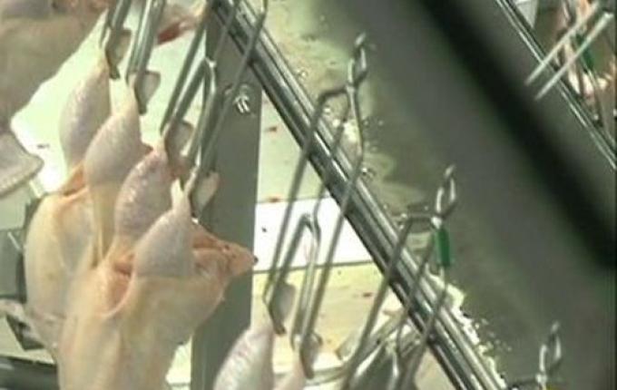 Hong Kong libera importação de frango de frigorífico da Aurora em Xaxim