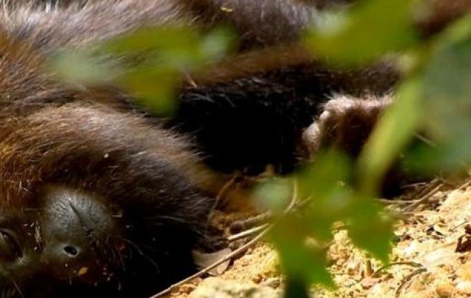 Dive-SC confirma primeiro caso de febre amarela em macaco em 2020