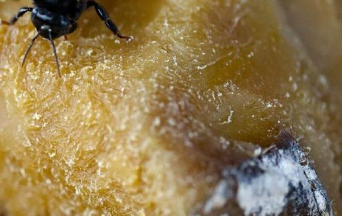 Mel se torna o 5º produto mais exportado de SC com arrecadação milionária