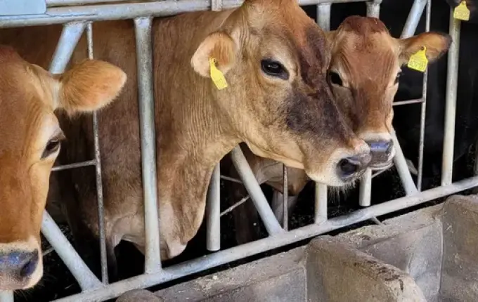 Extremo Oeste notificou mais de 40% dos casos de raiva bovina registrados em SC em 2024