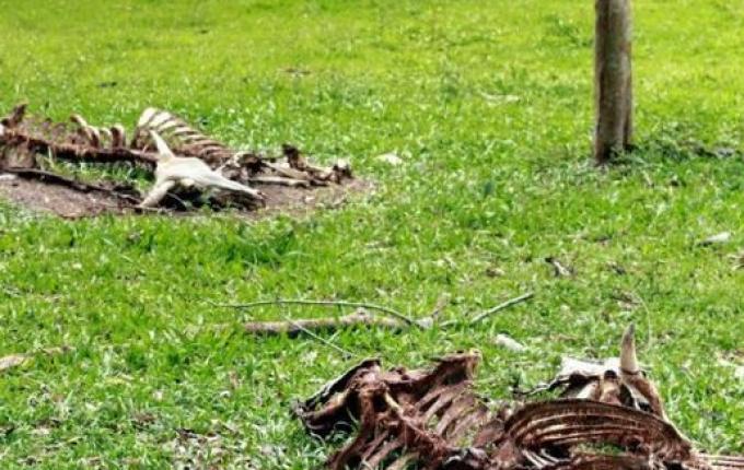 Empresa de recolha de carcaças possui estrutura para atender demanda