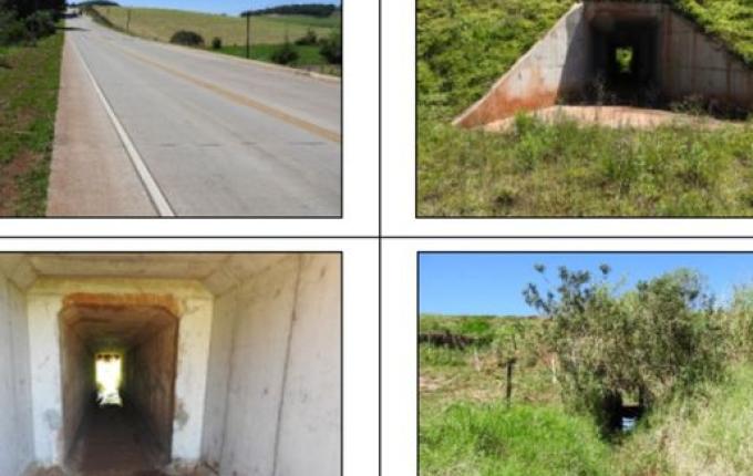 Obra de restauração da BR-163 já protegeu mais de 600 animais silvestres