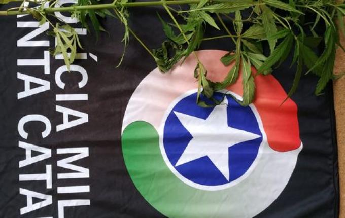 Cão de faro do Canil Setorial encontra pé de maconha plantado em matagal em São Miguel do Oeste