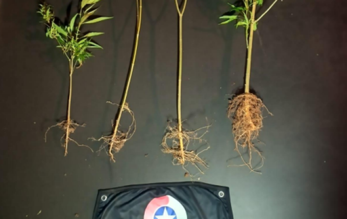 Polícia encontra quatro pés de maconha em bairro de São Miguel do Oeste