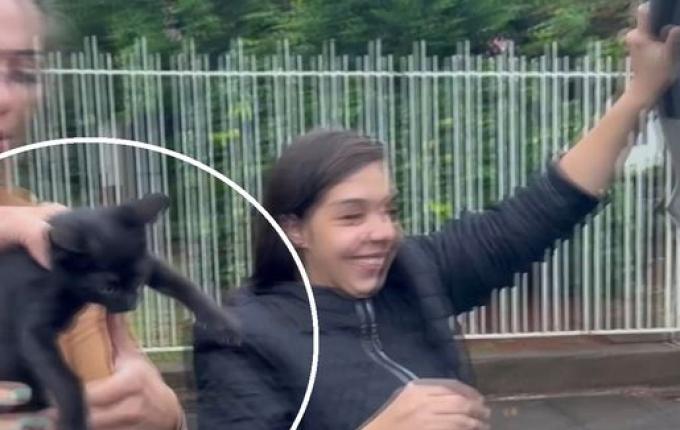 Gato é encontrado dentro de motor de carro em São Miguel do Oeste; vídeo