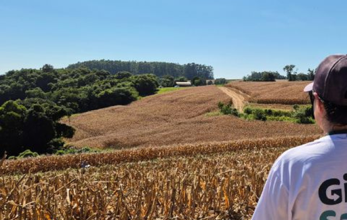 Epagri e Sicoob divulgam primeiros números da safra de milho no Extremo Oeste