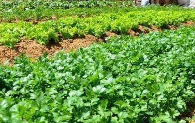 Prefeitura de SJCedro vai disponibilizar terrenos institucionais para cultivos e plantios