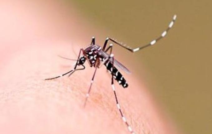 SC registra três mortes por dengue e duas por chikungunya