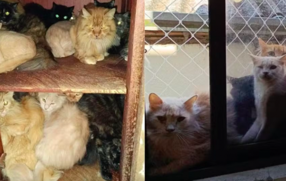 MP busca na Justiça retirada urgente de cerca de 400 gatos de apartamento no Oeste