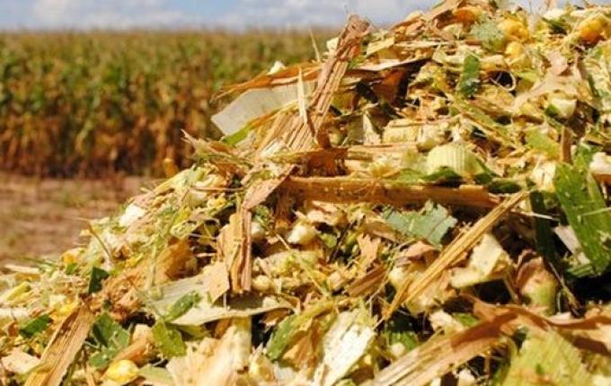 Região registra alta produtividade em silagem de milho