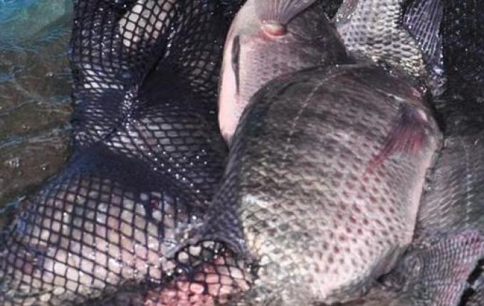 Município comercializa 17 toneladas de peixes na Semana Santa em SMOeste