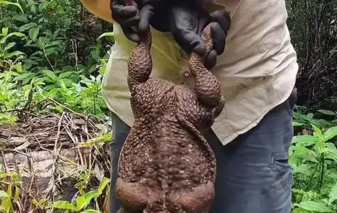 Guardas florestais se impressionam com sapo gigante de 2,7 kg