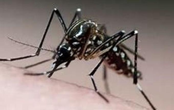Itapiranga registra 495 casos de dengue