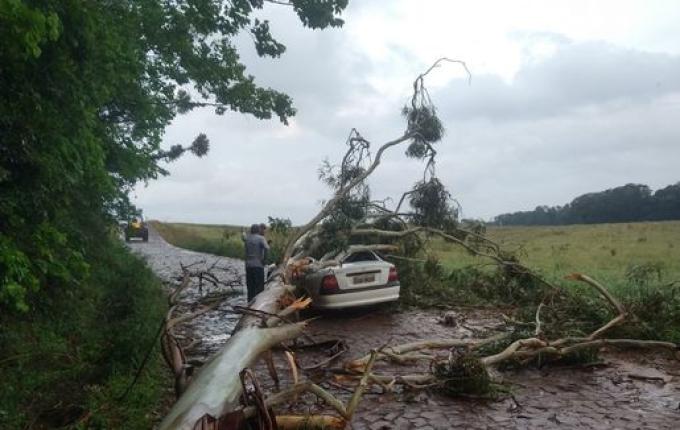 Motorista morre ao ser atingido por árvore em Jupiá
