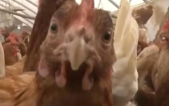 Caso de gripe aviária em aves domésticas é confirmado em Mato Grosso