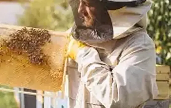 Simpósio alerta apicultores sobre impacto do clima nas abelhas