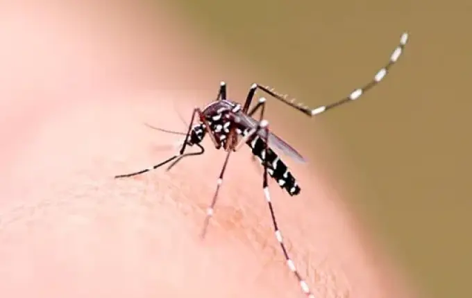 Verão aumenta risco de dengue em SMO, que já registra 126 focos do Aedes aegypti