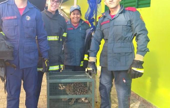 Jaguatirica é devolvida à natureza após ser encontrada em residência