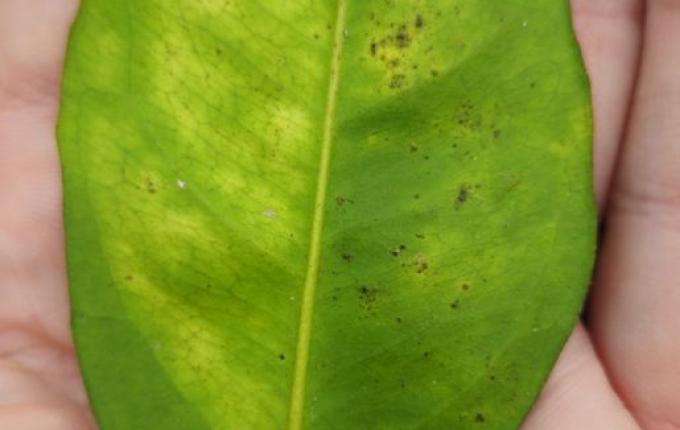 Greening ameaça citricultura em São Miguel do Oeste, e Cidasc reforça medidas de controle