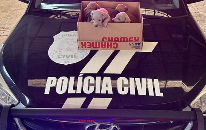 Homem é preso por maus-tratos a animais em Maravilha