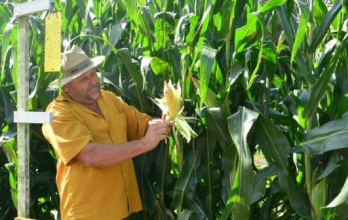 Bactéria agressiva é identificada em lavouras de milho em São Miguel do Oeste