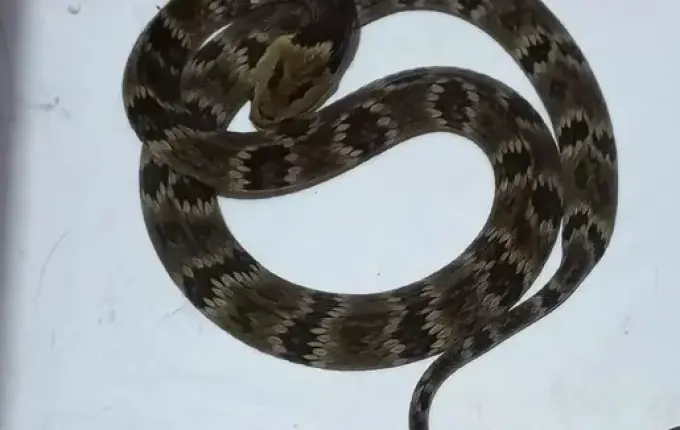 Cobra é flagrada em creche de SC e mobiliza bombeiros em captura